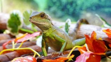 unisex-chinese-water-dragon-names