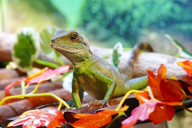 unisex-chinese-water-dragon-names