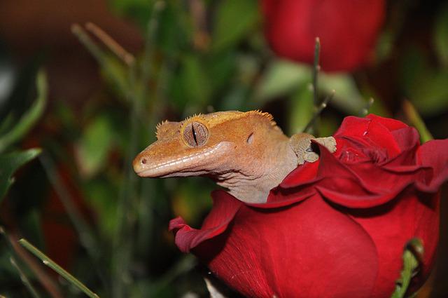 unisex-crested-gecko-names