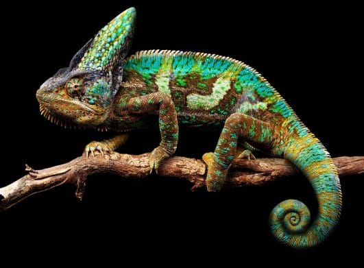 80 Famous Lizard Names That Will Fits Your Pet Lizards 80 Famous Lizard Names That Will Fits Your Pet Lizards