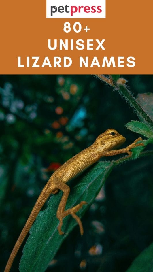 Best 80+ Unisex Lizard Names For Your Adorable Pet Reptiles