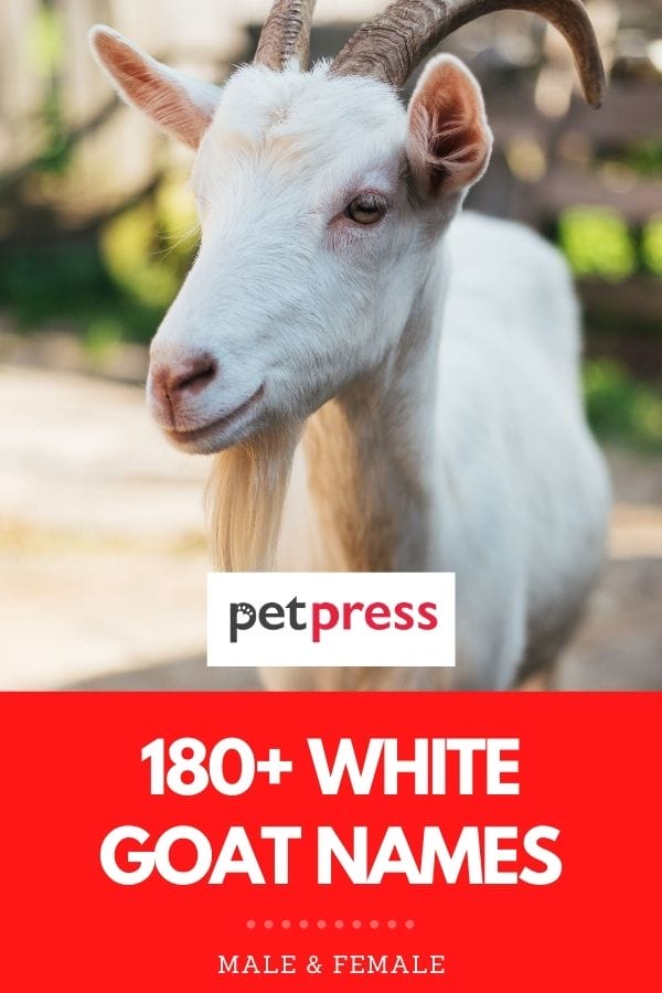 white goat names