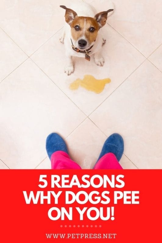 5 Reasons Why Dogs Pee on People and What to Do About It