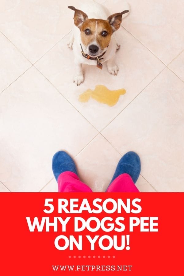 why dogs pee on you