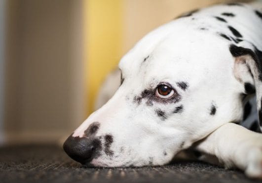 8 Reasons Why Dogs Lick The Carpet (and What To Do About It)