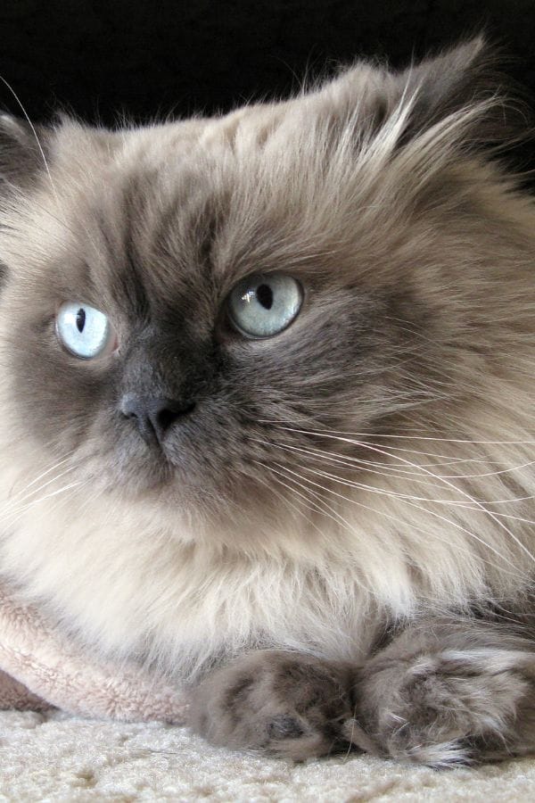 5 Reasons Why Cats Tuck Their Paws