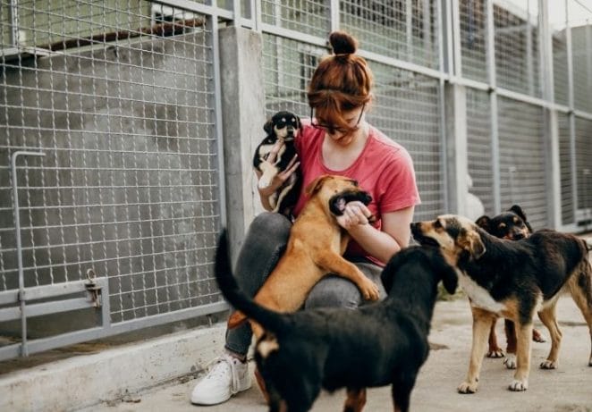 Volunteer at a pet shelter