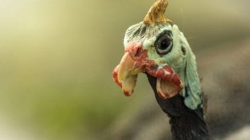 100+ Funny Names for a Pet Turkey - Hilarious Turkey Names