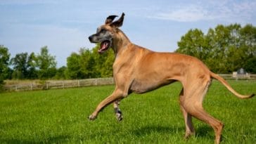 100+ Ironic Great Dane Names - Ironic Name Ideas for Your Big Dog