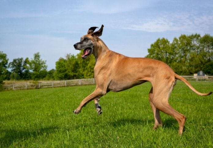 100+ Ironic Great Dane Names - Ironic Name Ideas for Your Big Dog
