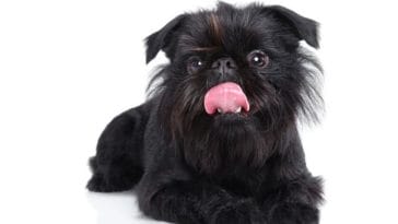 150+ Best Gremlin Dog Names - Names for Your Brussels Griffon