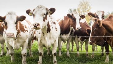 150+ Female Cow Names - The Best Names For Your Female Cattle