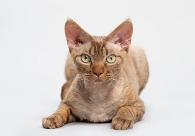 Devon Rex