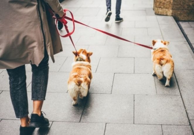 Visit your local dog park and meet some other corgis