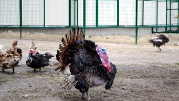 200+ Best Turkey Names - Unique Names For A Pet Turkey