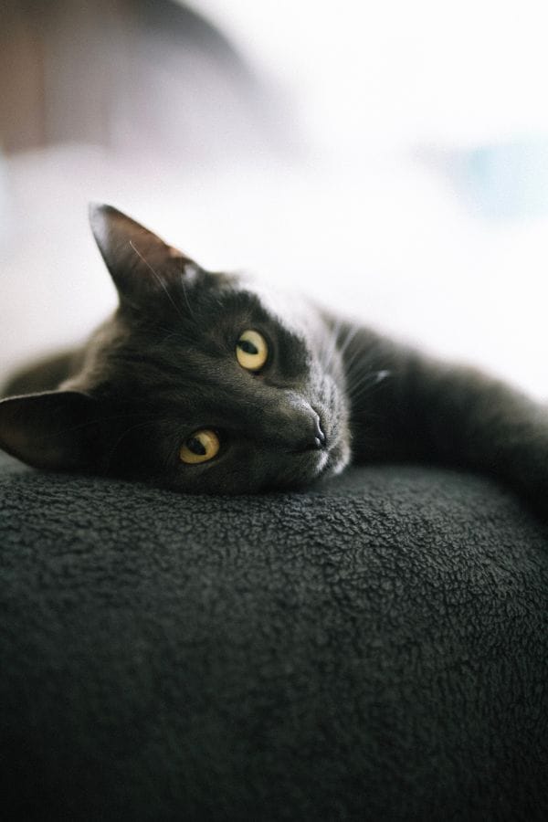 5 Reasons Why Cats Tuck Their Paws