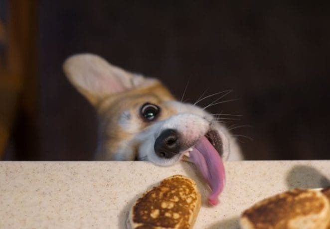 Make a batch of homemade dog treats