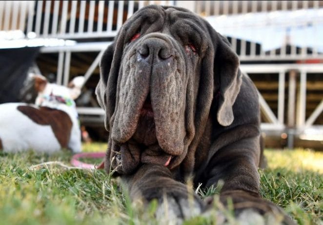 Did you know about World's Ugliest Dog Day?