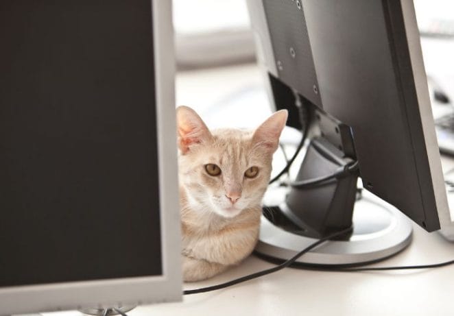 Avoid forcing co-workers to interact with your cat