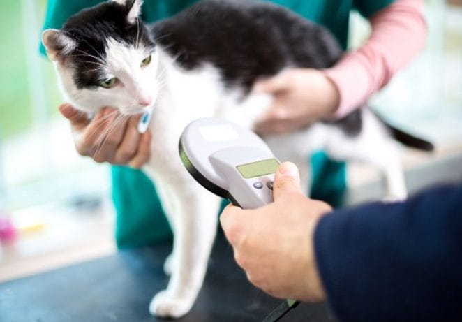 Microchips are safe and cause no discomfort to your pet