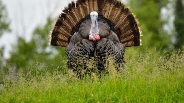 40+ Famous Turkey Names Unique Turkey Names To Consider