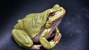 40+ Names Meaning 'Frog' For Your New Pet Frog