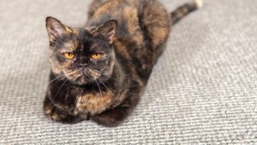 5 Reasons Why Cats Tuck Their Paws and What to Do About It