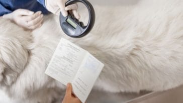 5 Reasons to Microchip Your Pet On National Microchipping Month