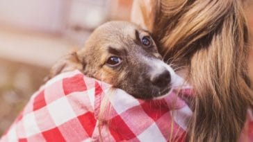 5 Ways You Can Help On National Foster A Pet Month