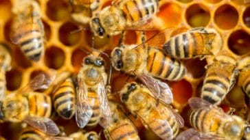 50+ Best Honeybee Names - Unique Names for a Honeybee