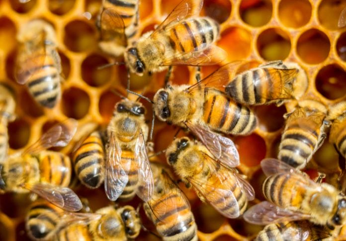 50+ Best Honeybee Names - Unique Names for a Honeybee