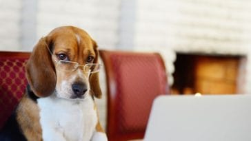6 Tips To Keep In Mind During National Take Your Dog To Work Day!