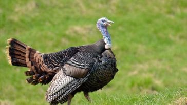 60+ Badass Names For Your Pet Turkey