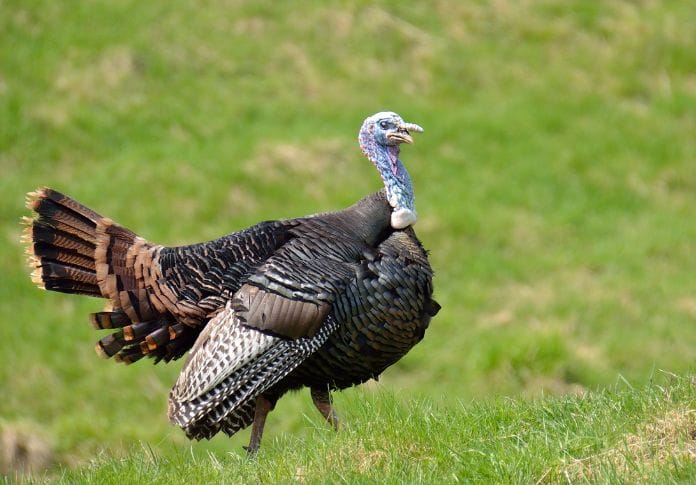 60+ Badass Names For Your Pet Turkey