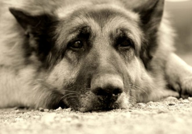 Canine Cognitive Dysfunction