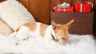 8 Reasons Why Dogs Lick the Carpet (and What to Do About It)