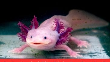 Is An Axolotl The Right Pet For You