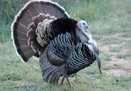 200-best-turkey-names-unique-names-for-a-pet-turkey