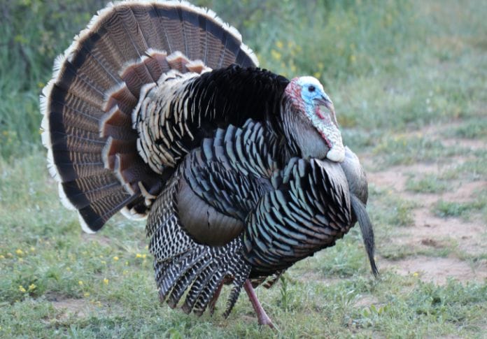 Awesome Turkey Names