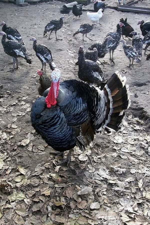 Badass Male Turkey Names