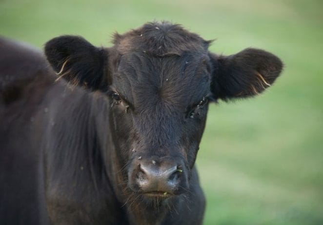 Best Black Female Cow Names