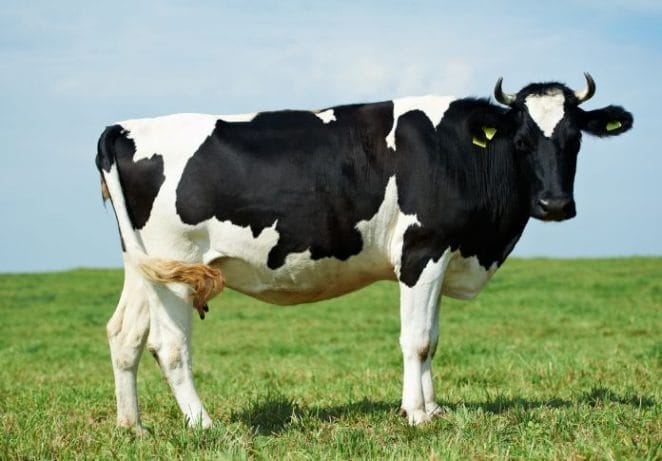 Best Black & White Female Cow Names