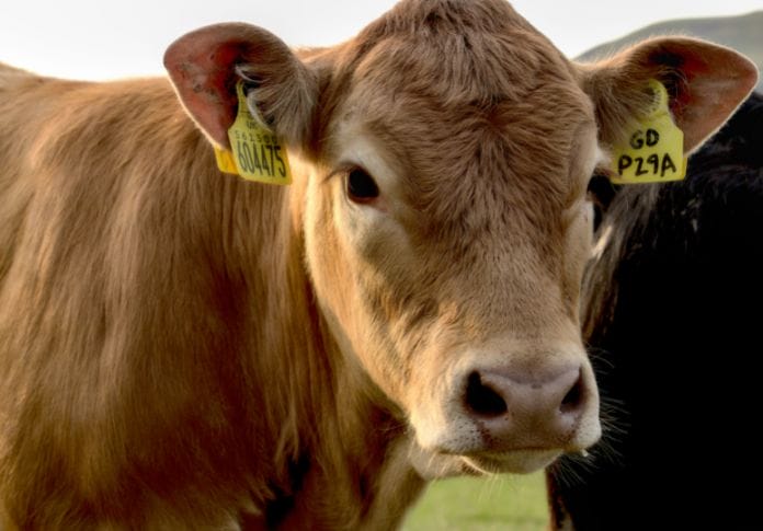 Best Brown Female Cow Names