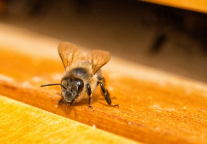Best Names For Female Honey Bees