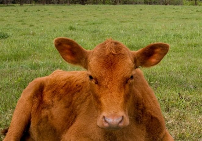 Best Red Female Cow Names