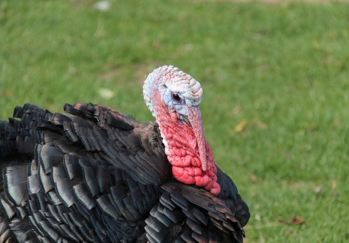 Black & White Turkey Names