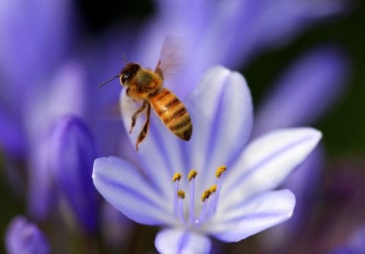 250-best-bee-names-cute-funny-unique-names-for-a-bee