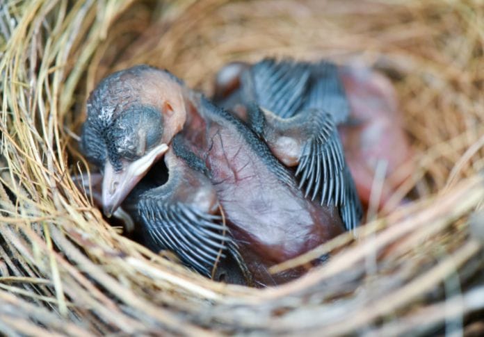 Cute Turkey Names