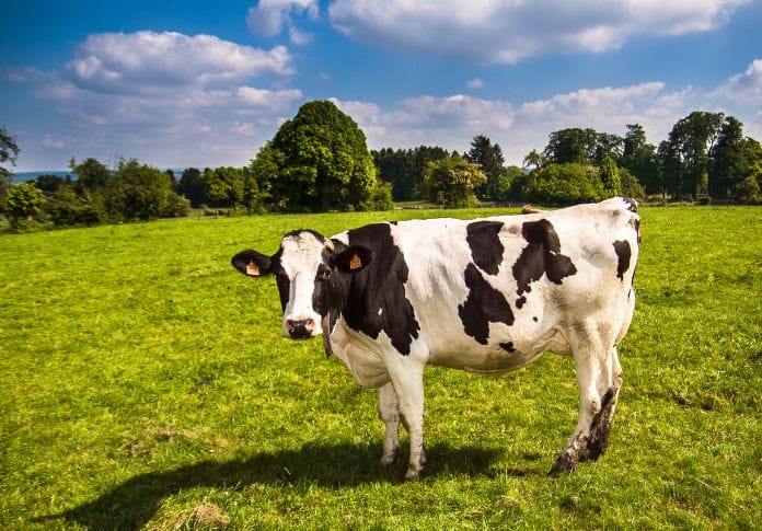 Dairy Female Cow Names