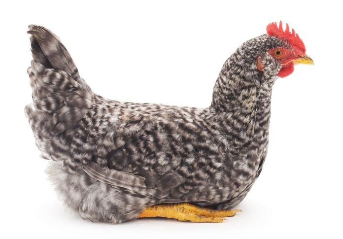 Everything You Need To Know About Silver Grey Dorking Chicken Breed   Everything You Need To Know About The Silver Grey Dorking Chicken Breed 